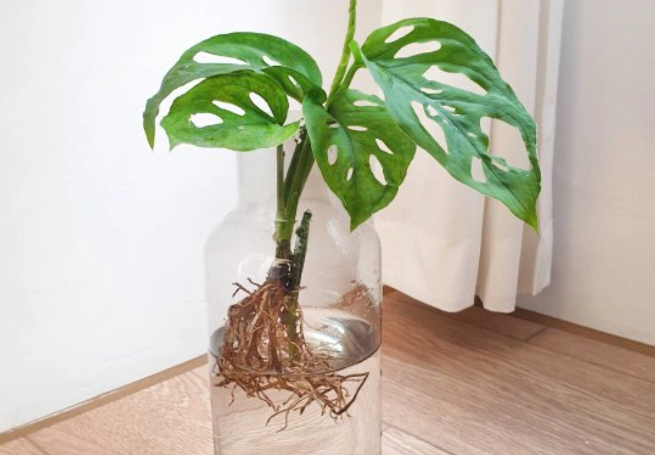 龜背芋水耕方法