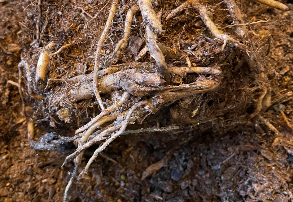 天堂鳥土壤配方