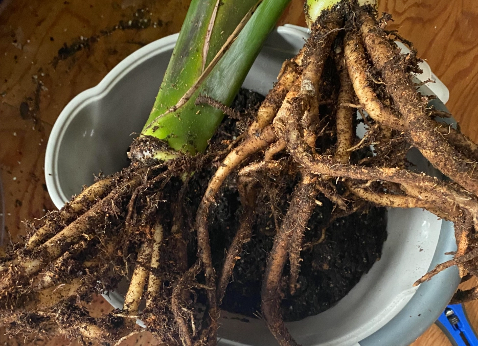 天堂鳥盆栽養護