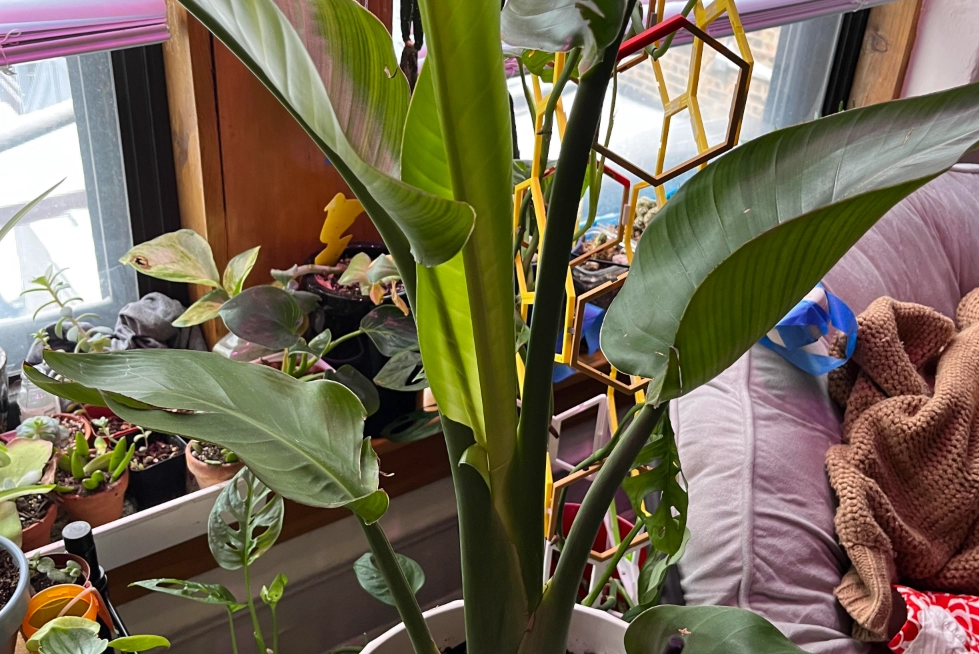 天堂鳥 陽光需求