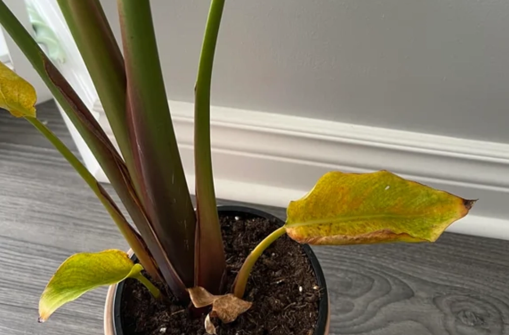 天堂鳥養護指南