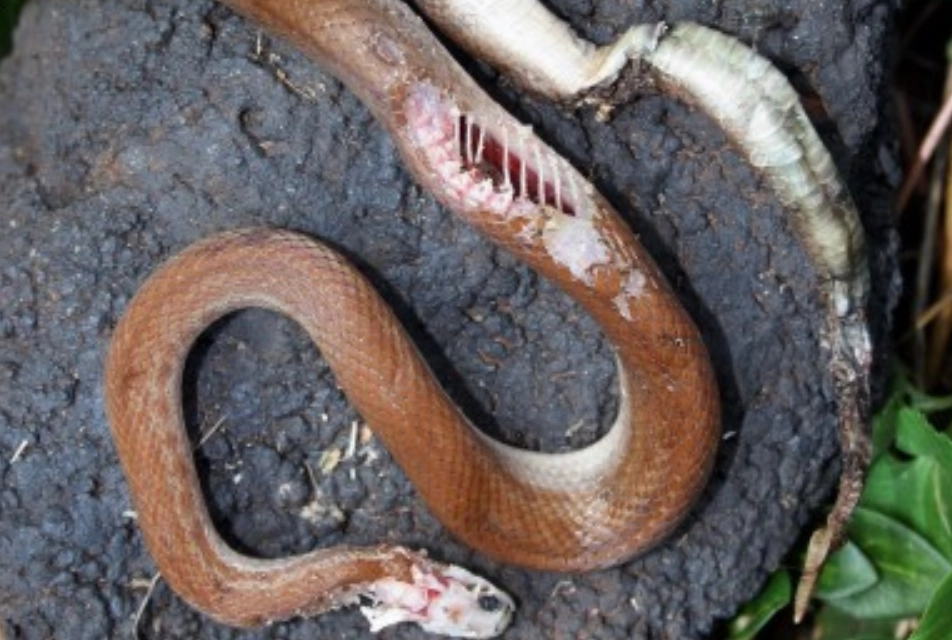 夢境解析打死蛇 夢境解析打死蛇