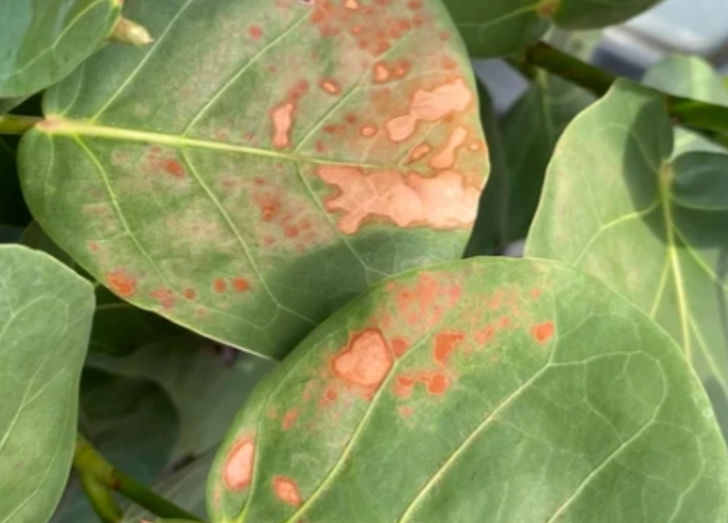 海葡萄病虫害 海葡萄病虫害