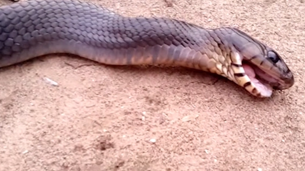 蛇夢境心理學 蛇夢境心理學