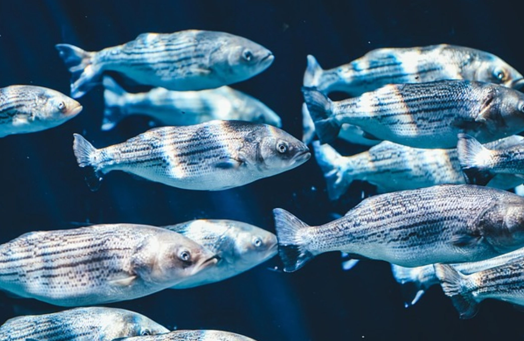 夢見一群魚 解夢