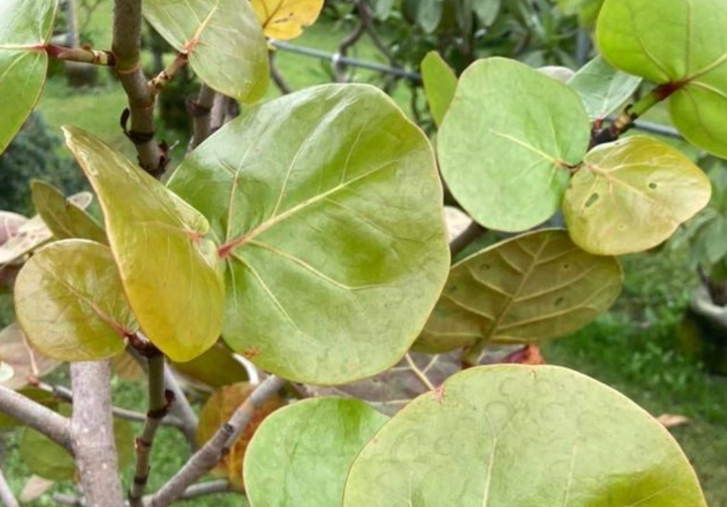 植物 病蟲害 防治 植物 病蟲害 防治