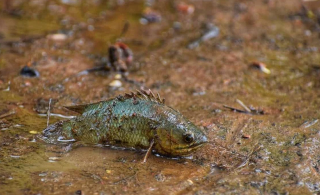 夢見魚在地上跳 解夢