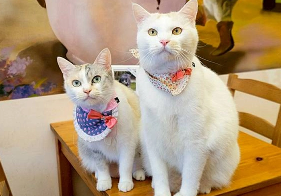 寵物友善景點台中 寵物友善景點台中