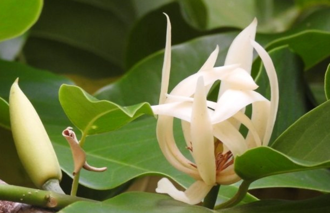 玉蘭花修剪時間