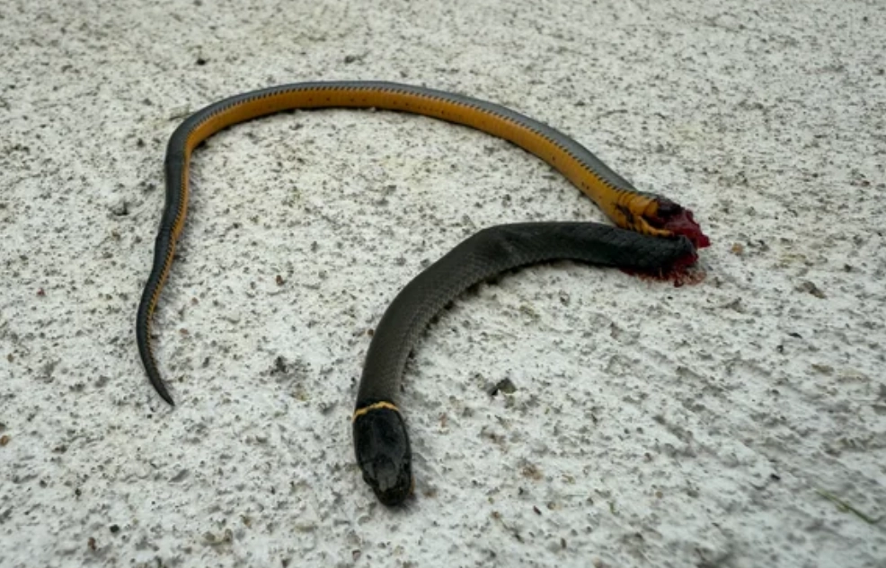 夢境解析打死蛇 夢境解析打死蛇