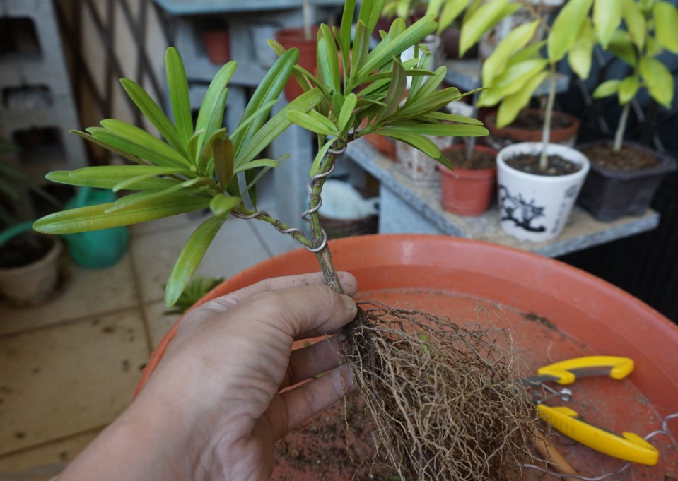 羅漢松照顧 羅漢松照顧