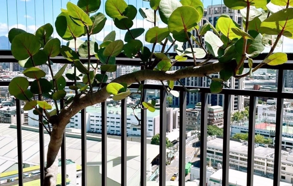 海葡萄 養護 海葡萄 養護