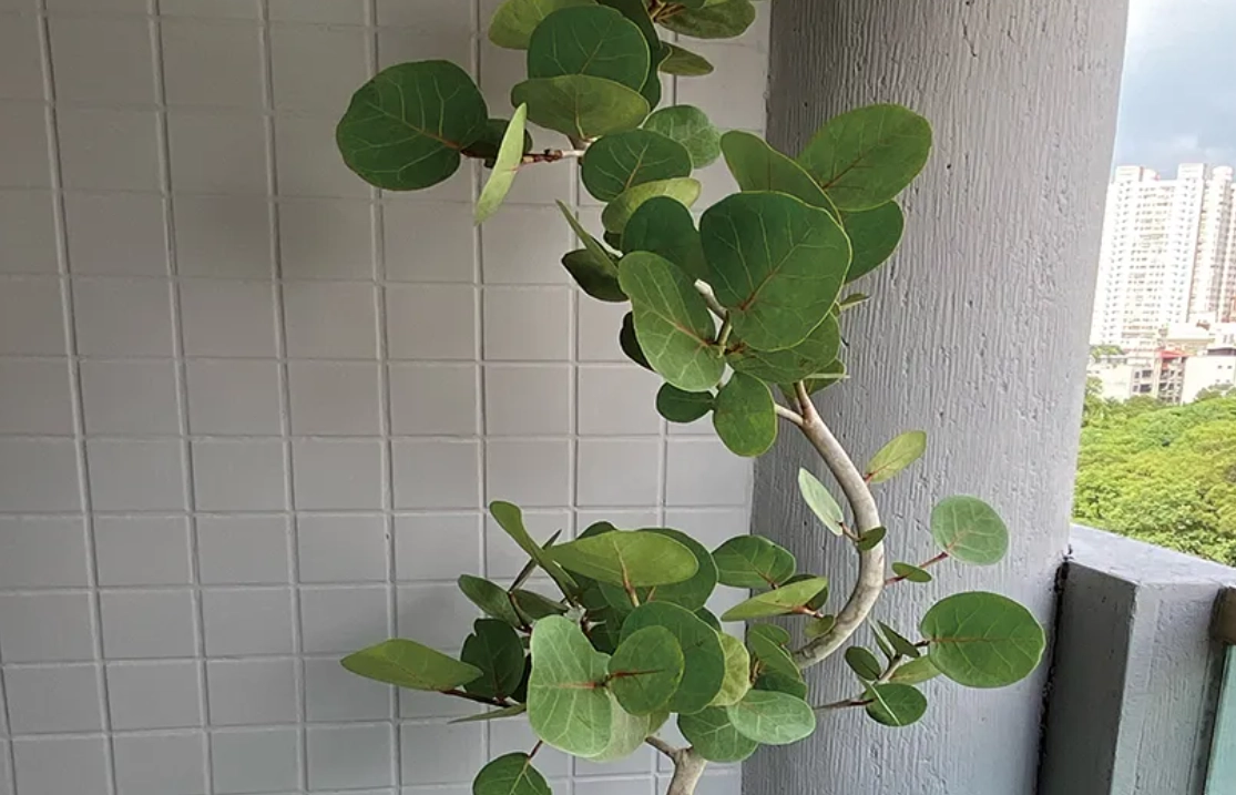 海葡萄 螞蟻 海葡萄 螞蟻