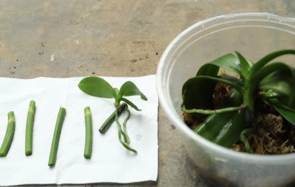 蝴蝶蘭高芽培育