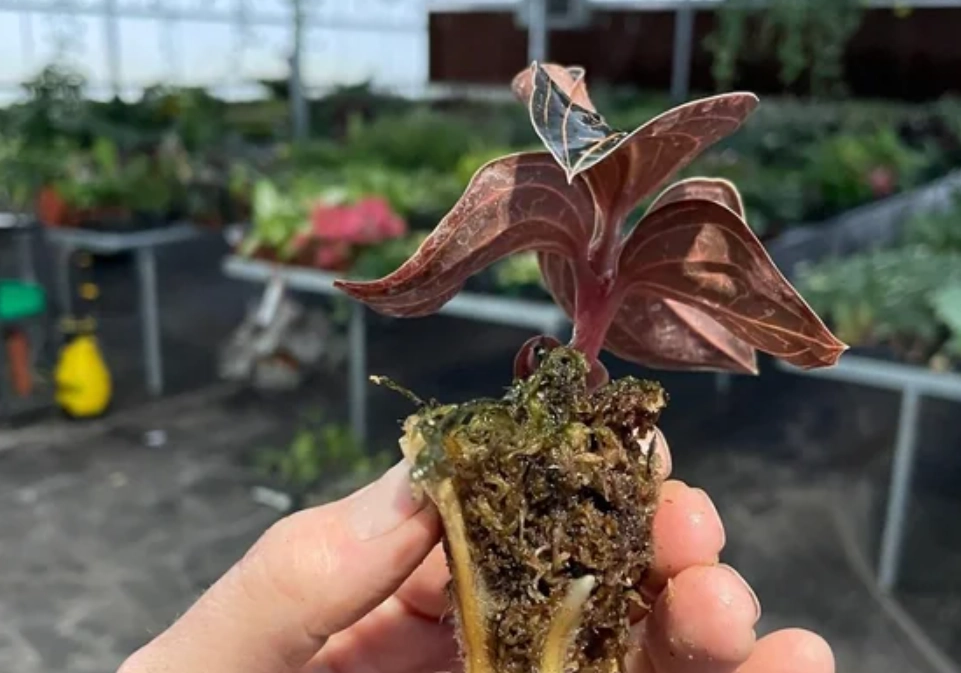 蘭花育苗方法 蘭花育苗方法