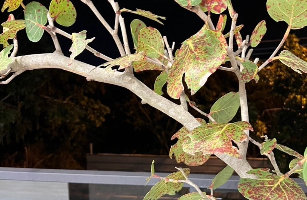 植物 病蟲害 防治 植物 病蟲害 防治