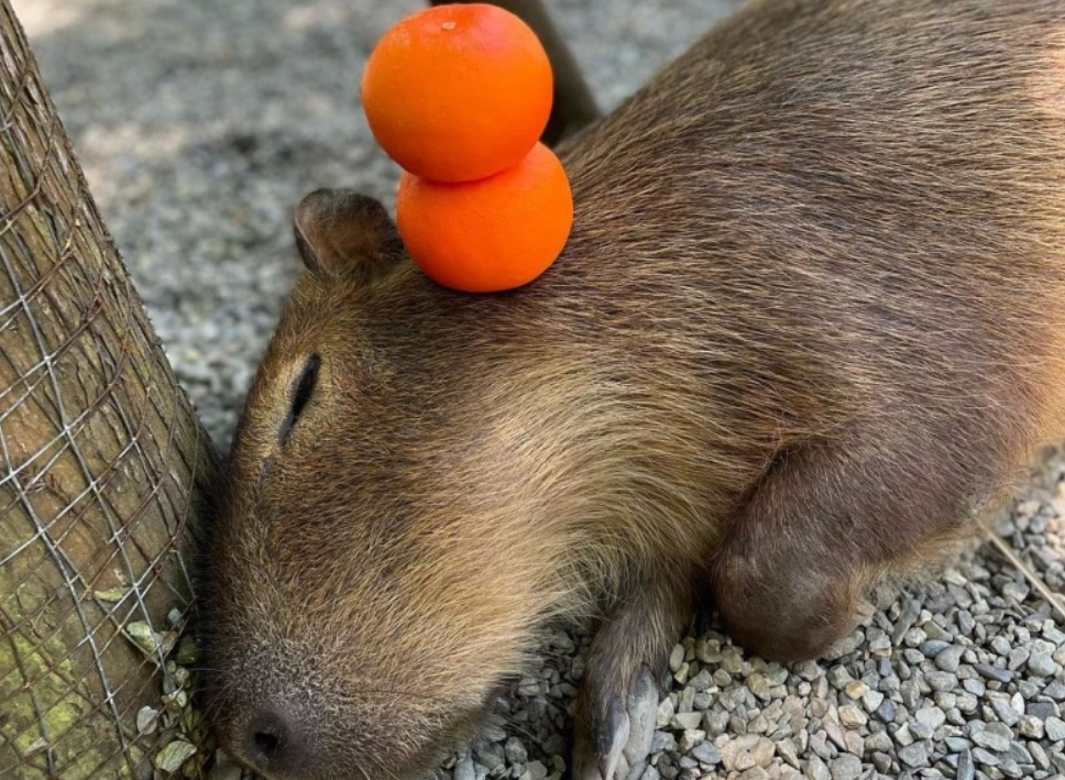 中部農場 動物互動