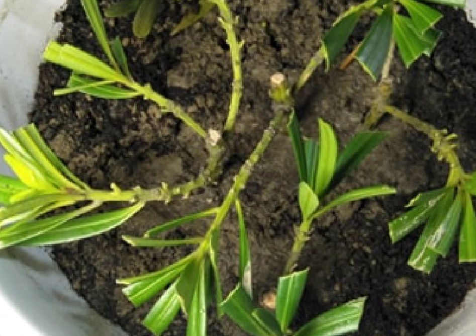 羅漢松照顧 羅漢松照顧