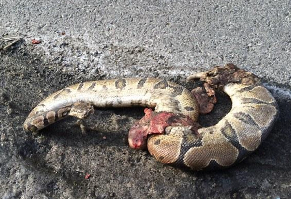 女人夢到蛇 女人夢到蛇