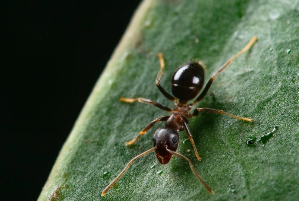 海葡萄 養護 海葡萄 養護