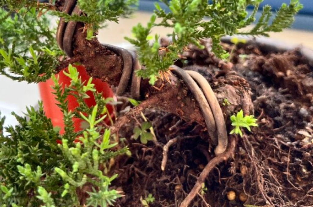 真柏 配土 比例 真柏 配土 比例