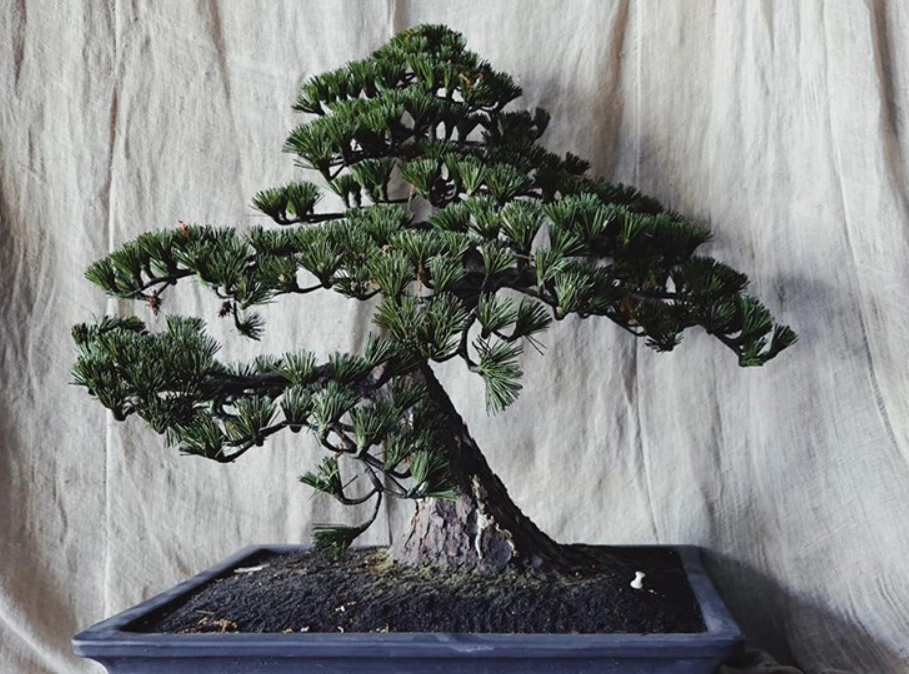 家裡種松柏 家裡種松柏