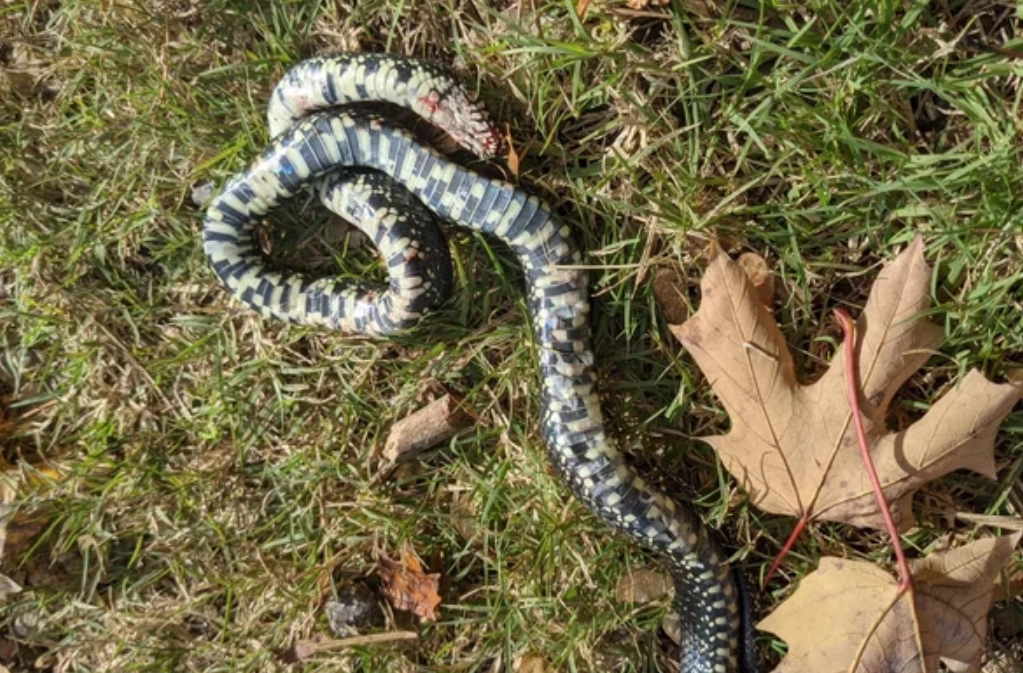 女人夢到蛇 女人夢到蛇