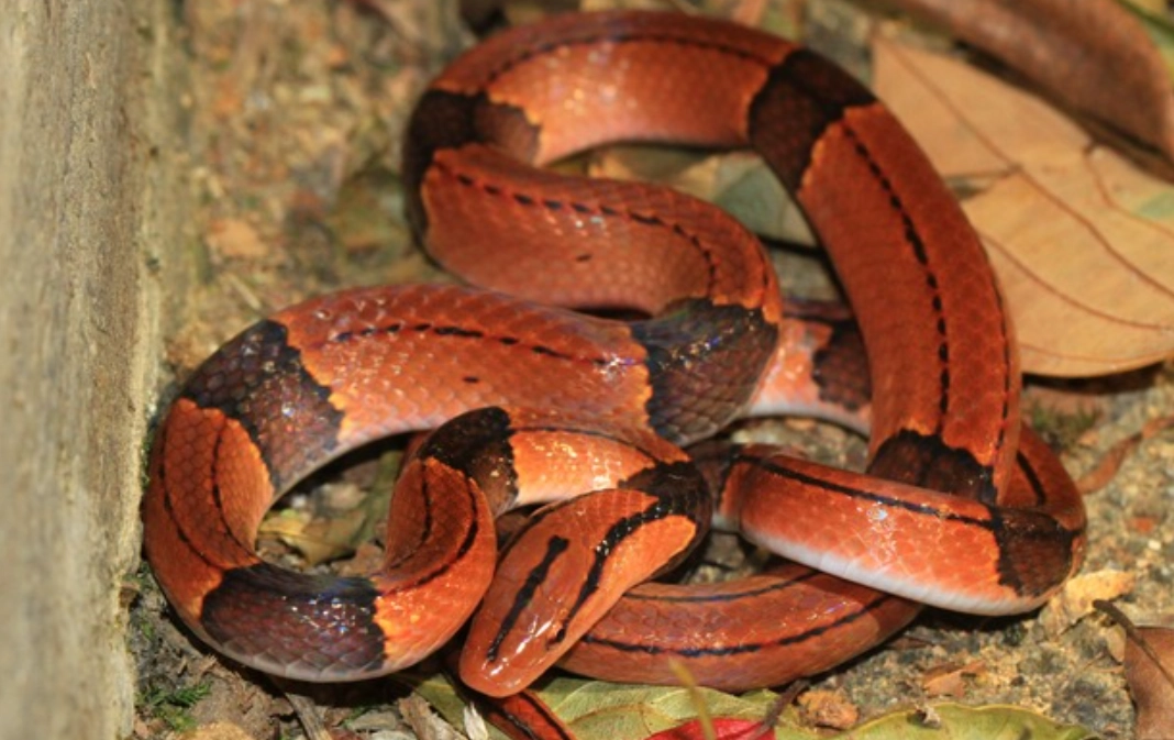 紅色蛇夢境解析