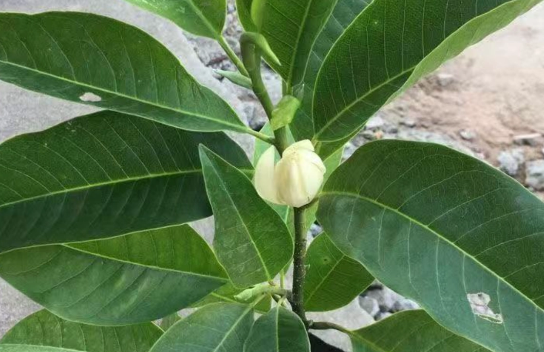 玉蘭花修剪時間