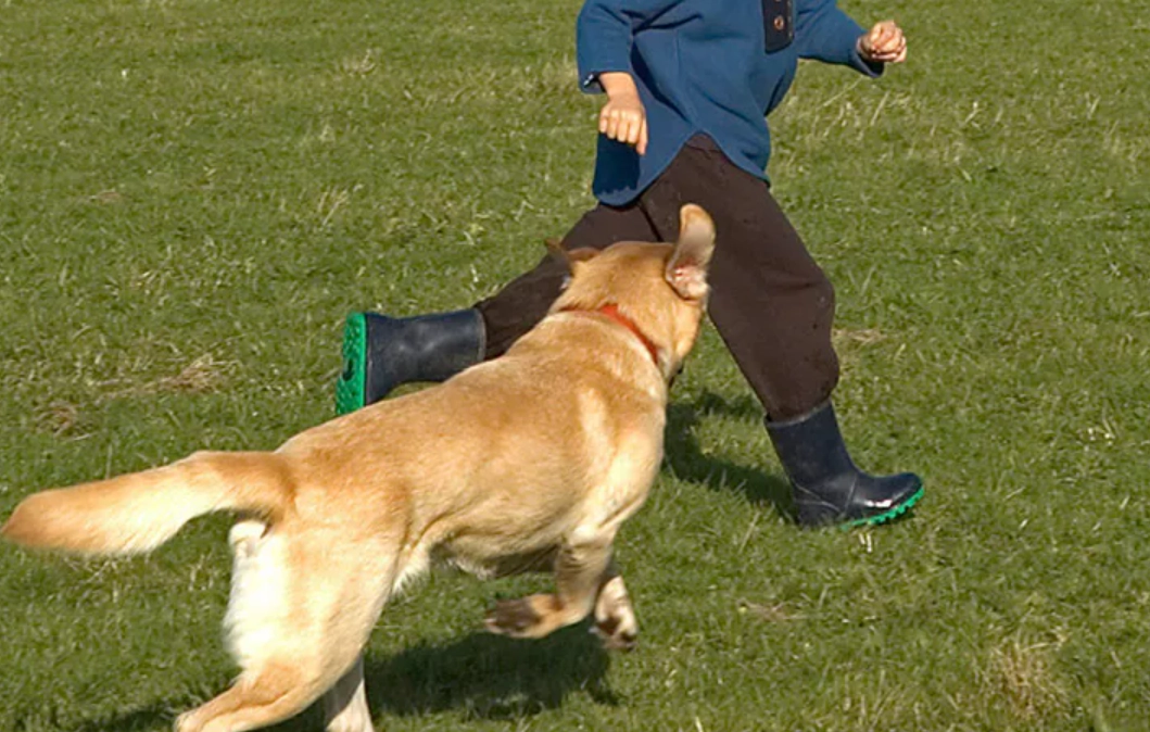 狗狗夢境 心理學