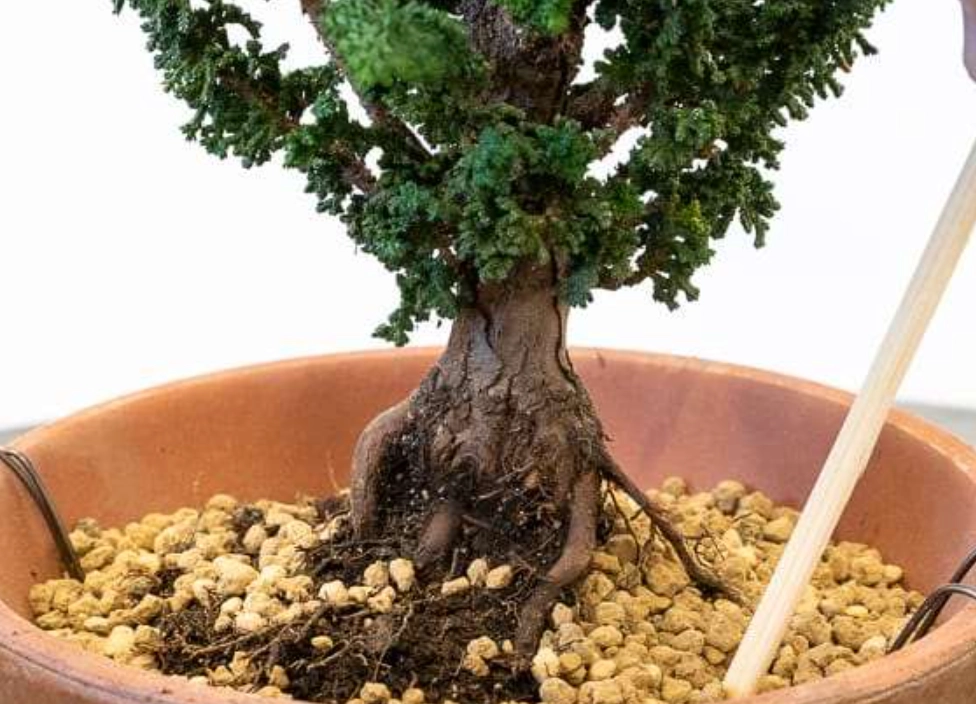 赤玉土 使用方法