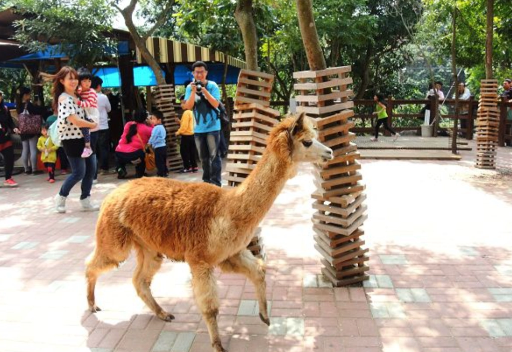 台中親子農場 餵食