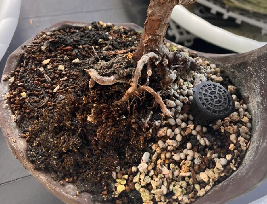 真柏 配土 比例