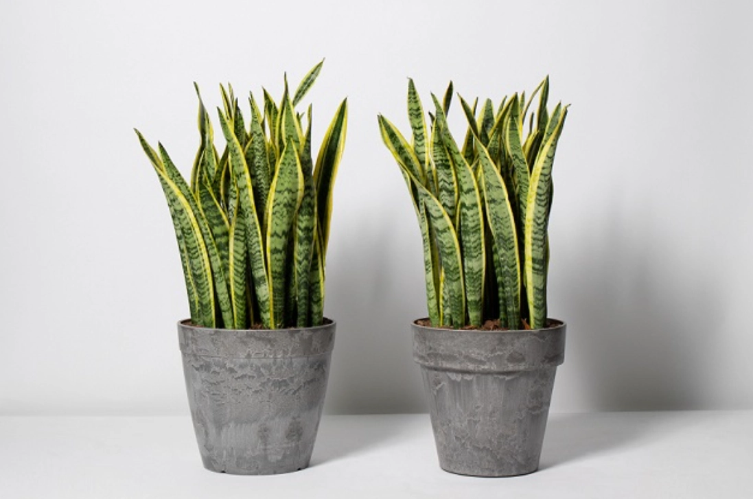 室內植物推薦 室內植物推薦