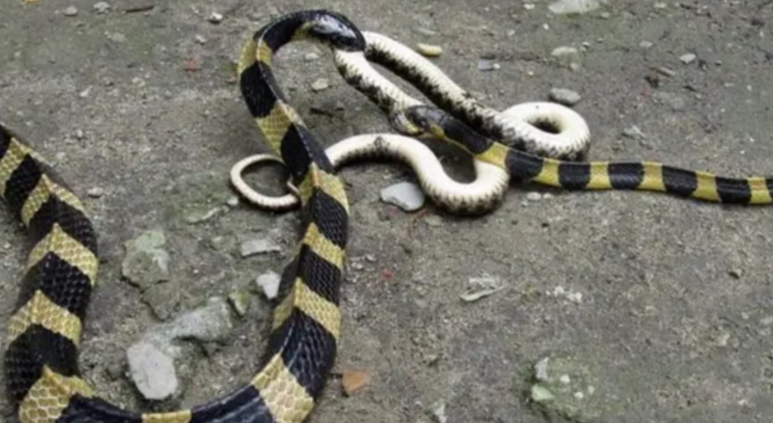 三條蛇夢境解析