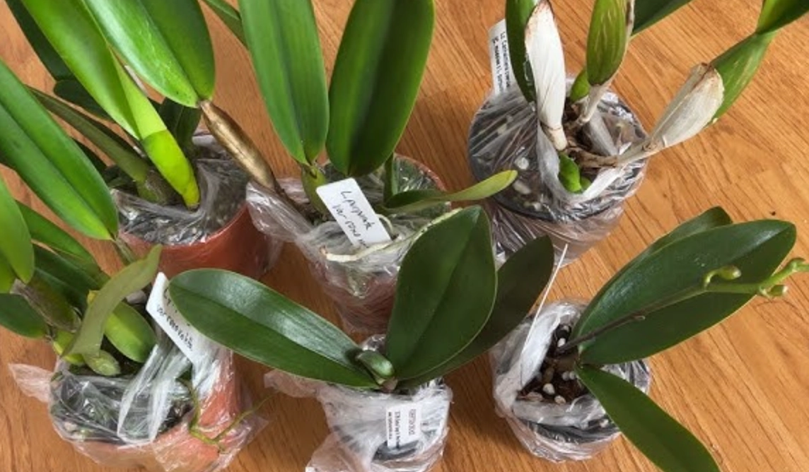 蘭花育苗方法 蘭花育苗方法