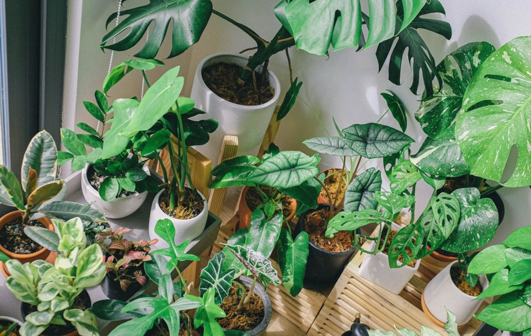 室內植物推薦 室內植物推薦