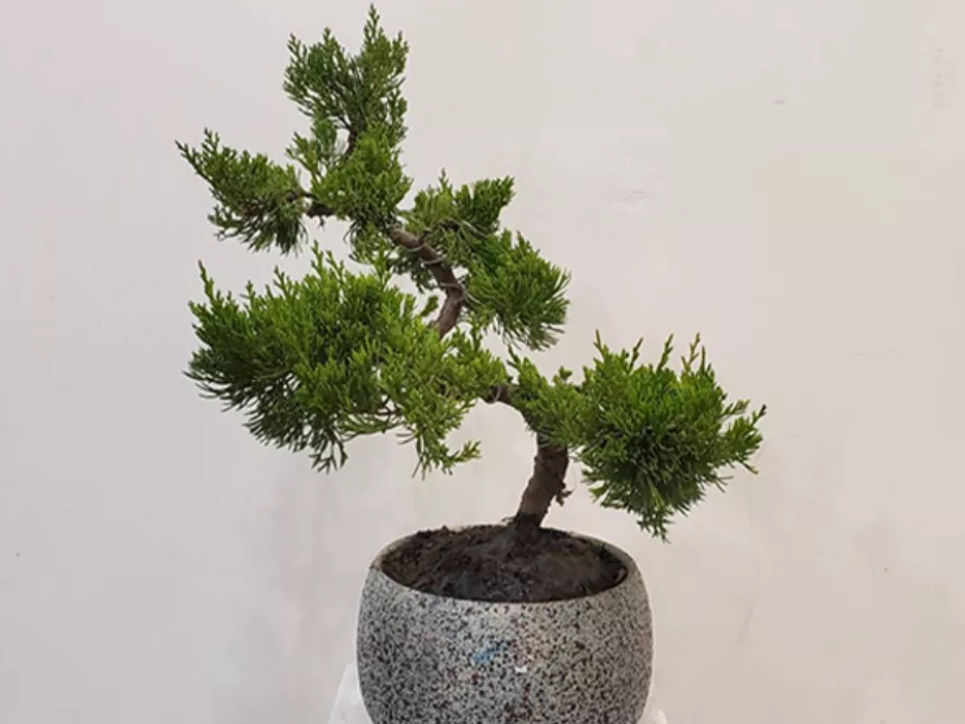 松柏風水 松柏風水