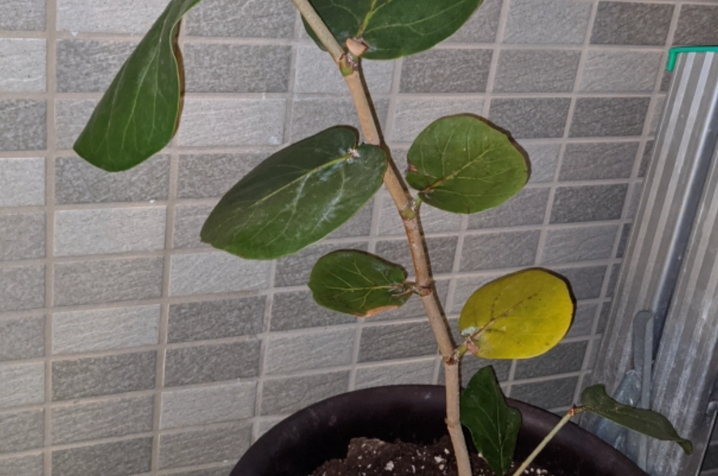 海葡萄虫害处理 海葡萄虫害处理