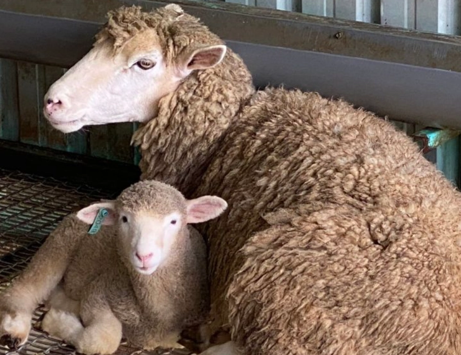 中部農場 動物互動