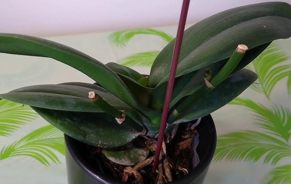 蝴蝶蘭高芽培育