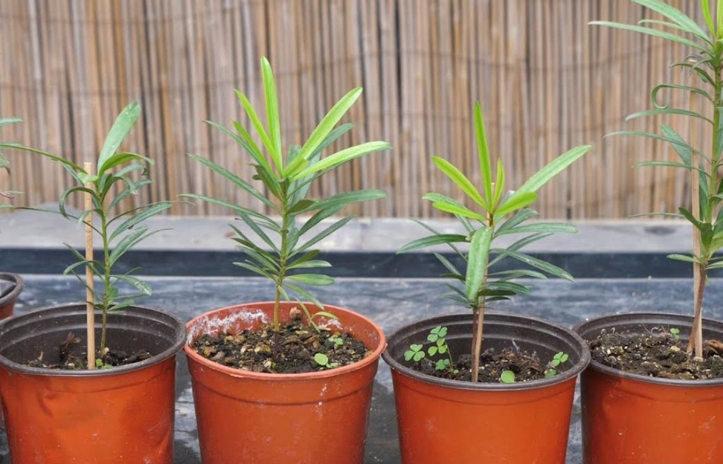 羅漢松移植時機 羅漢松移植時機