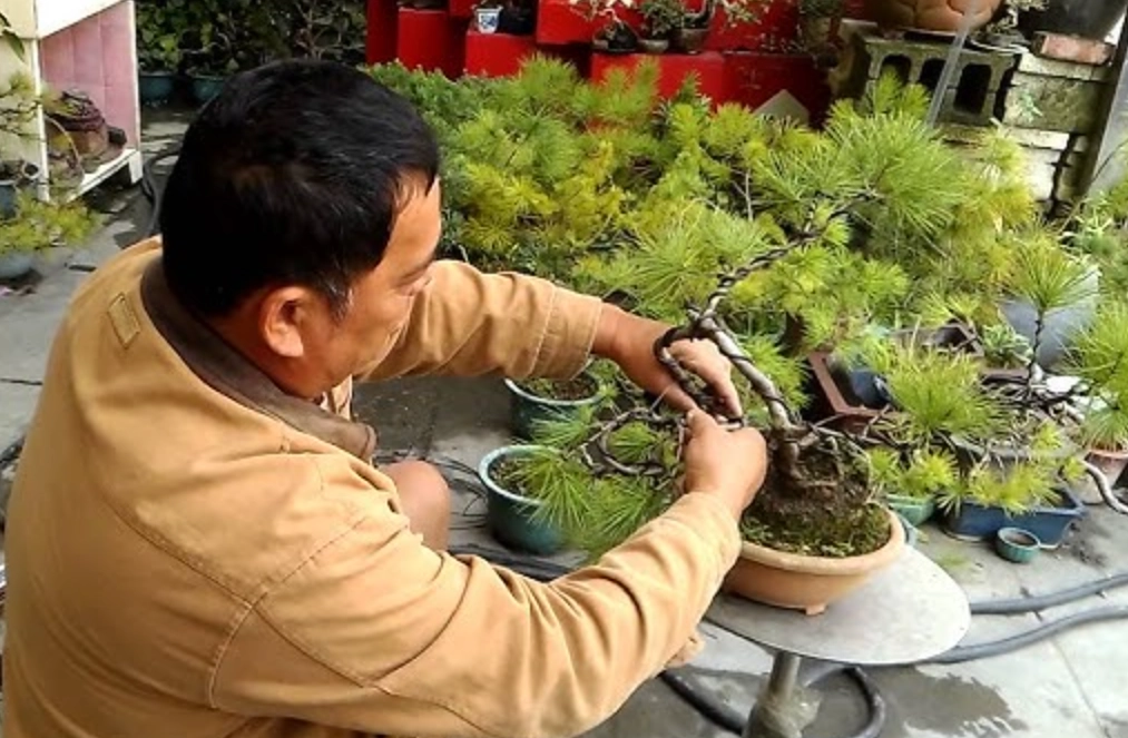 真柏盆景修剪
