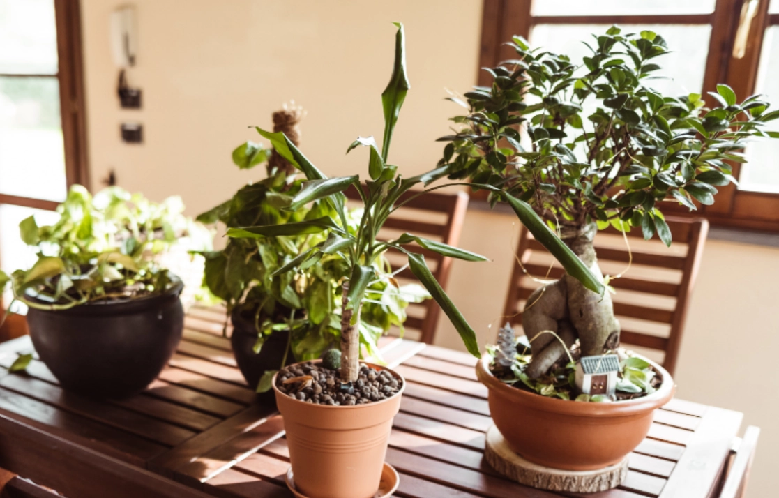 植物照顧入門 植物照顧入門