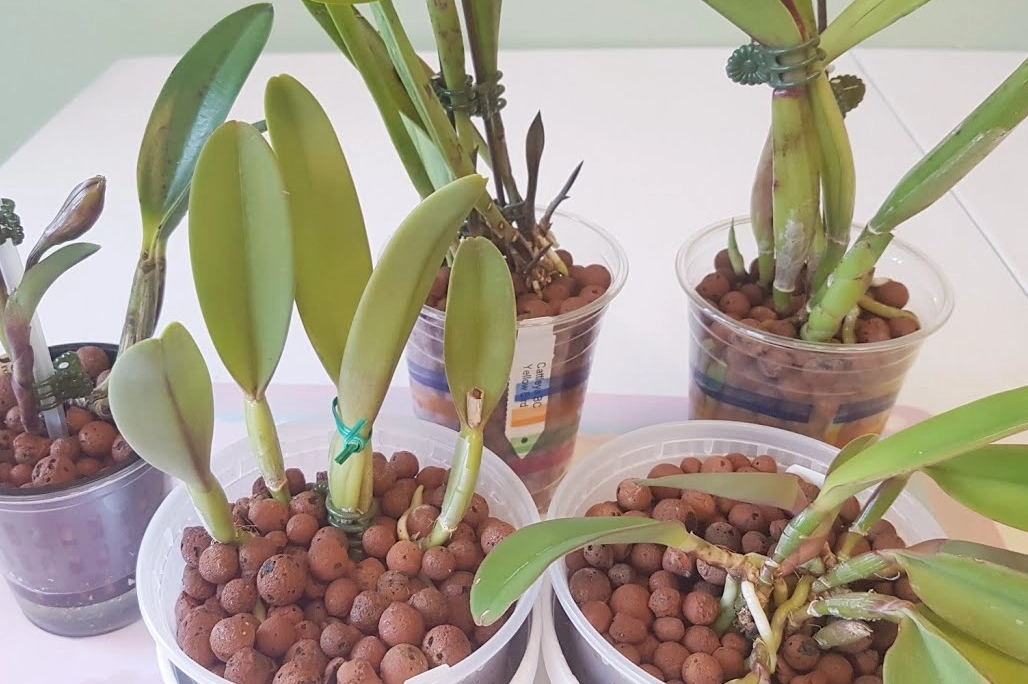 蘭花種子發芽 蘭花種子發芽