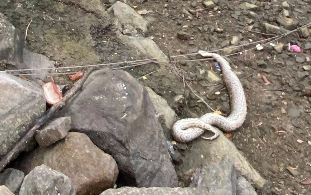 女人夢到蛇 女人夢到蛇