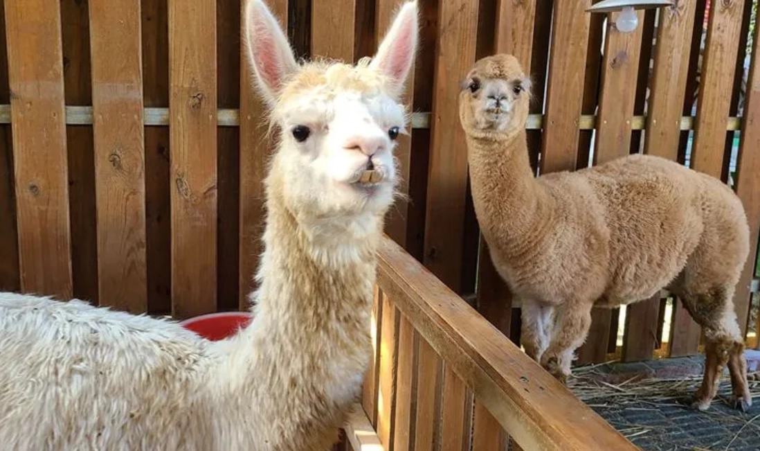 台中動物園 台中動物園