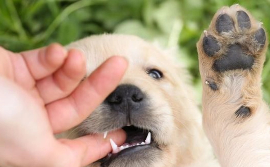 夢境解析 狗咬手