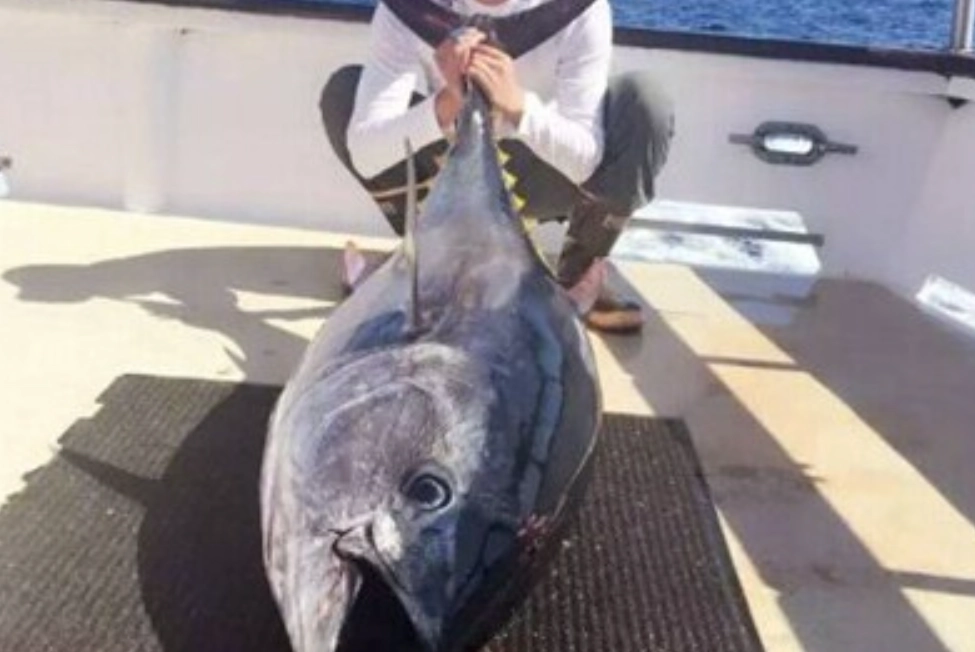 夢見釣魚解夢 夢見釣魚解夢