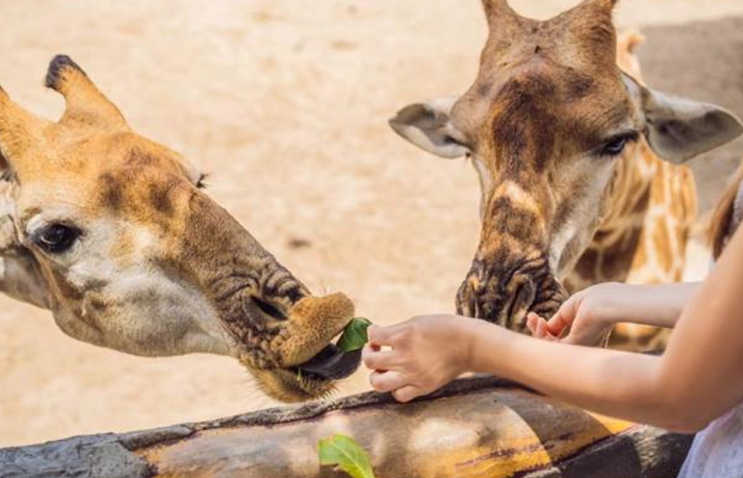 寵物友善景點台中 寵物友善景點台中